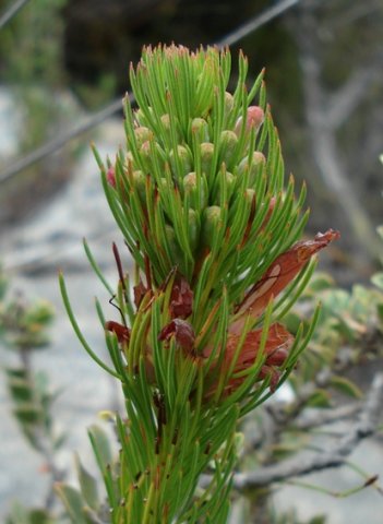 Erica vestita busy behind the leaves